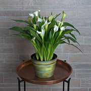 Calla Lily