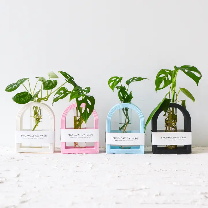 Rainbow Arch Propagation Stand