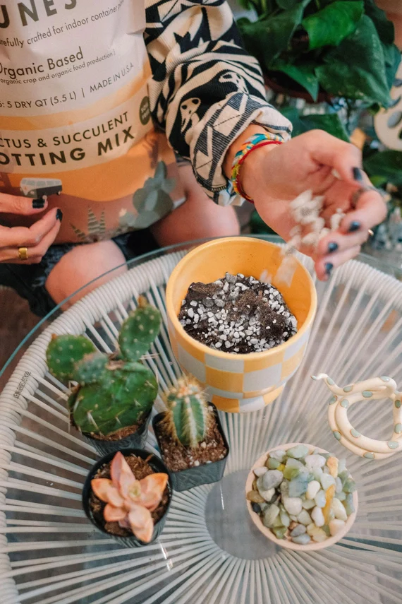 Organic Cactus & Succulent Potting Soil Mix (4 Qt)