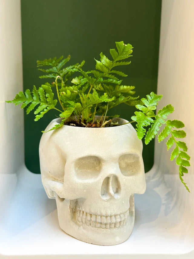 Skull Concrete Planter