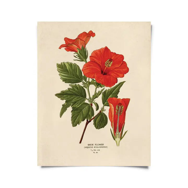 Vintage Botanical Hibiscus Flower Print