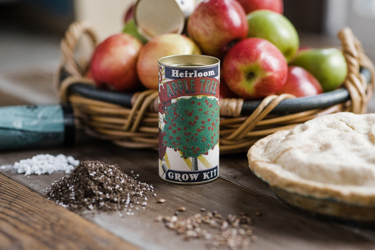 Apple Tree  Seed Grow Kit