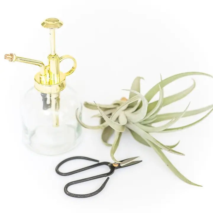 Tillandsia Air Plant Mister