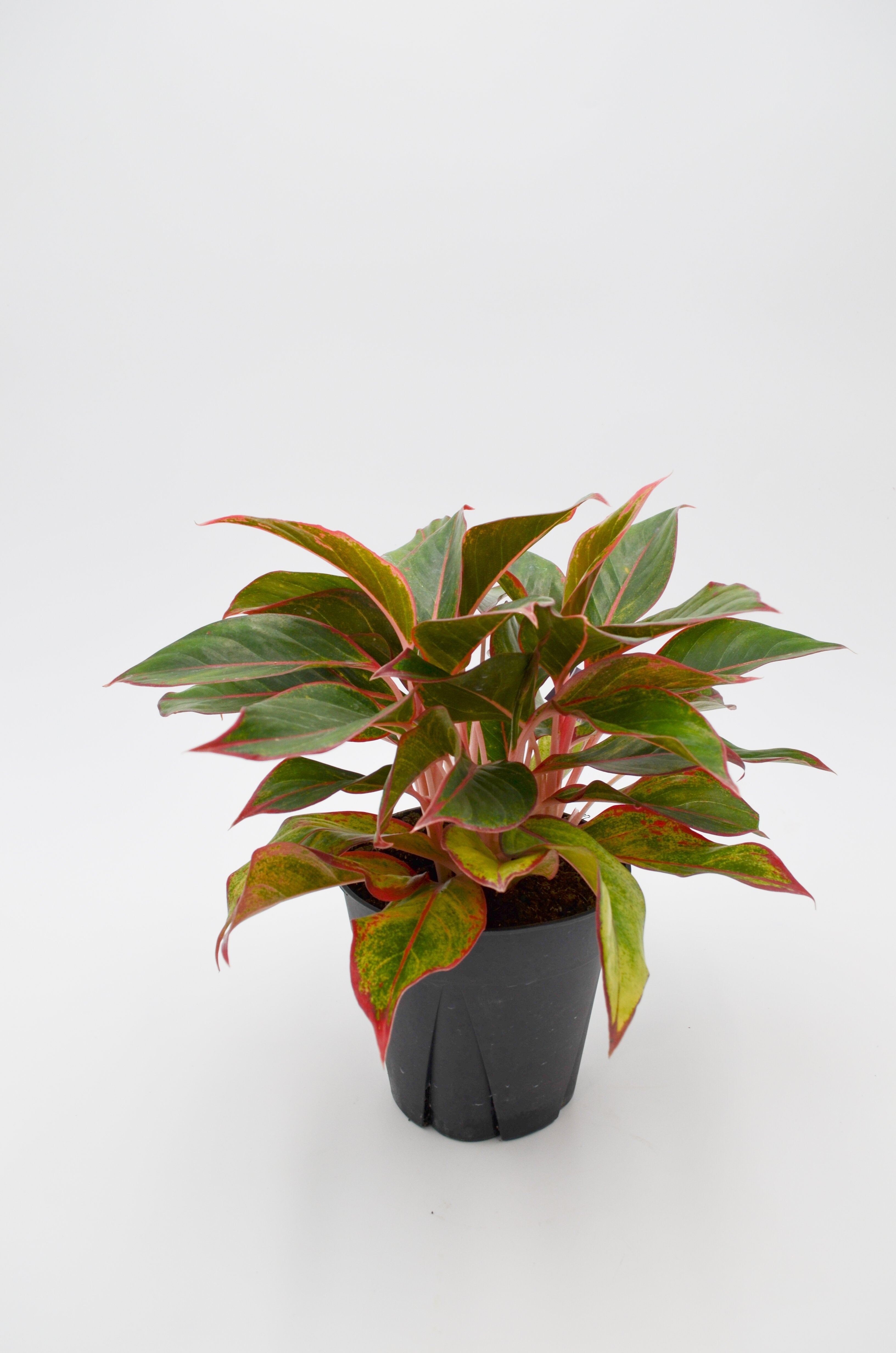 Chinese Evergreen "Ruby Ray" (Aglaonema)