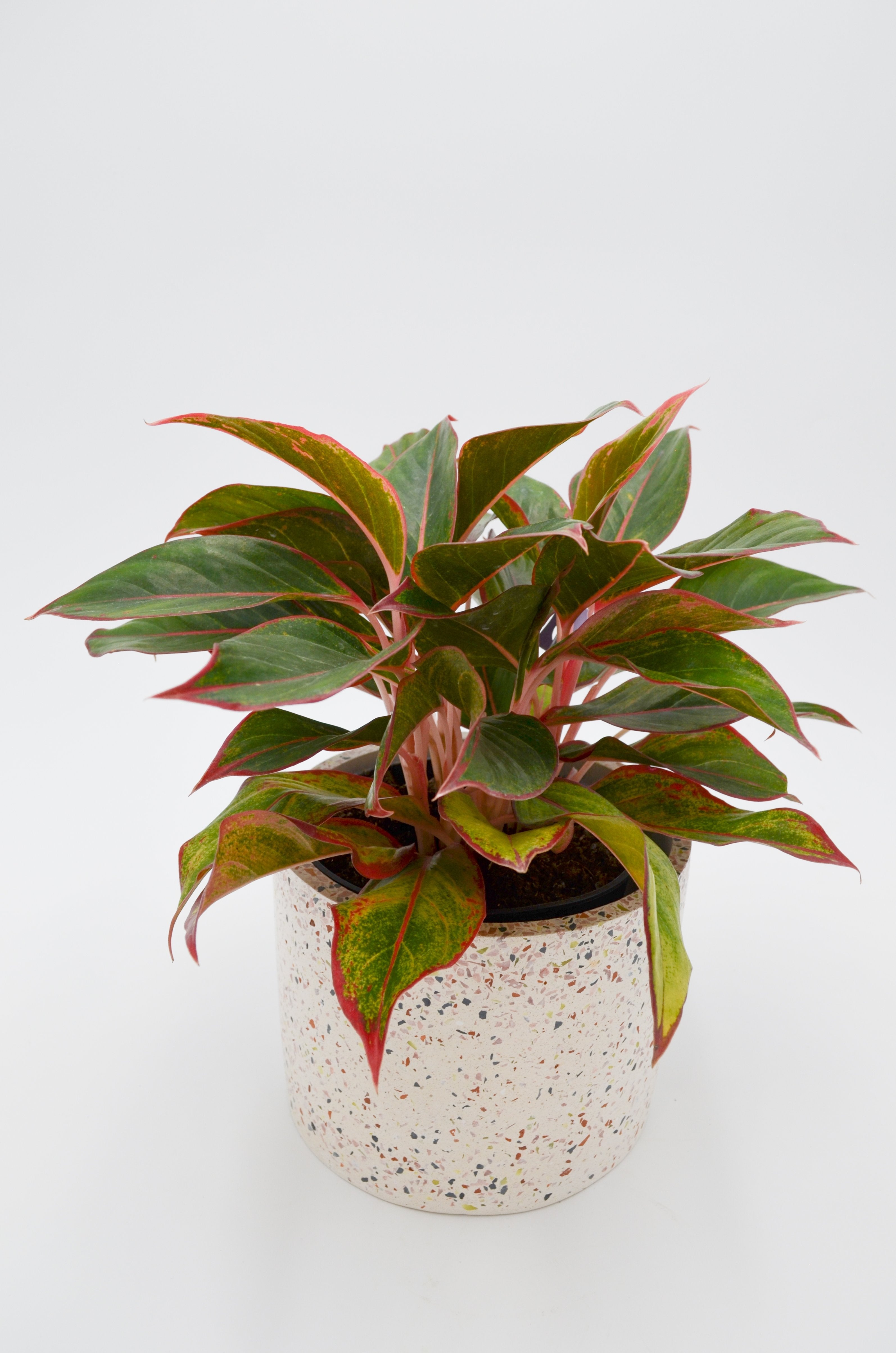 Chinese Evergreen "Ruby Ray" (Aglaonema)