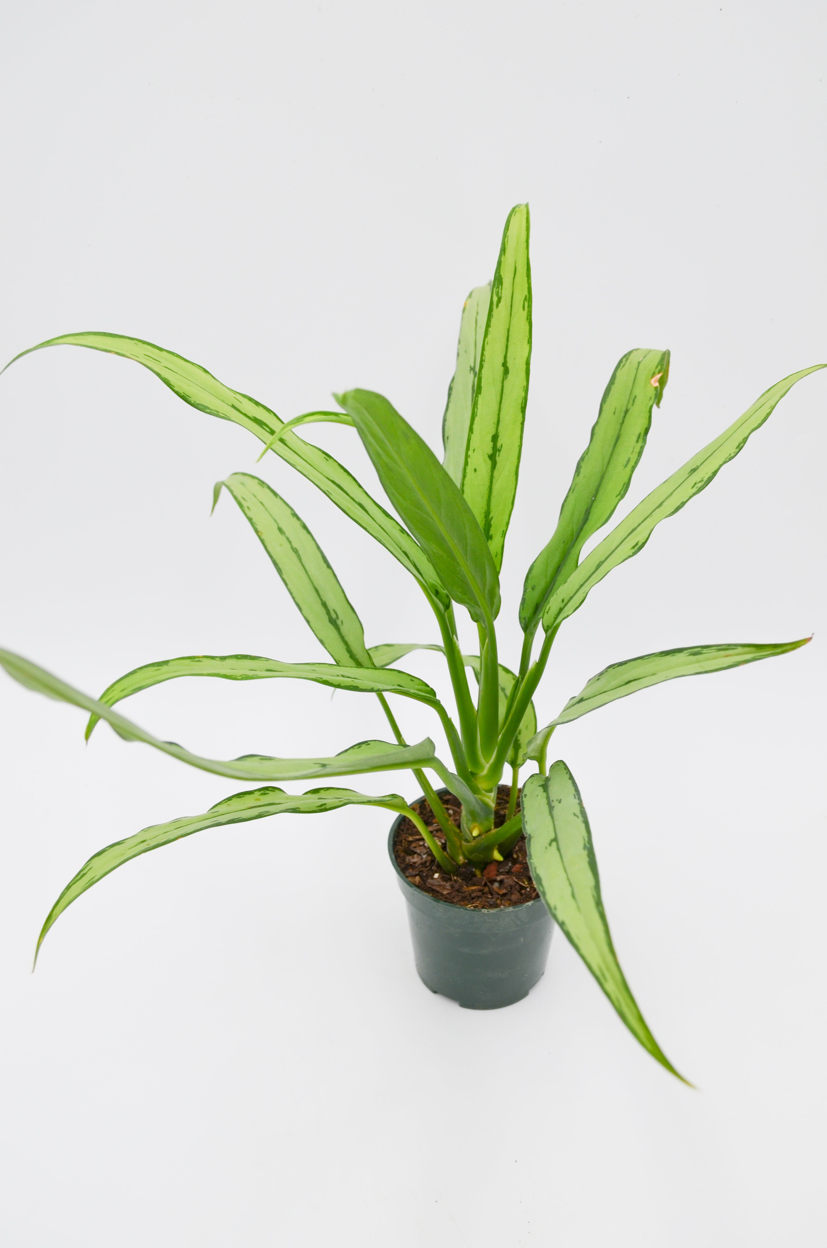 Chinese Evergreen "Cutlass" (Aglaonema)