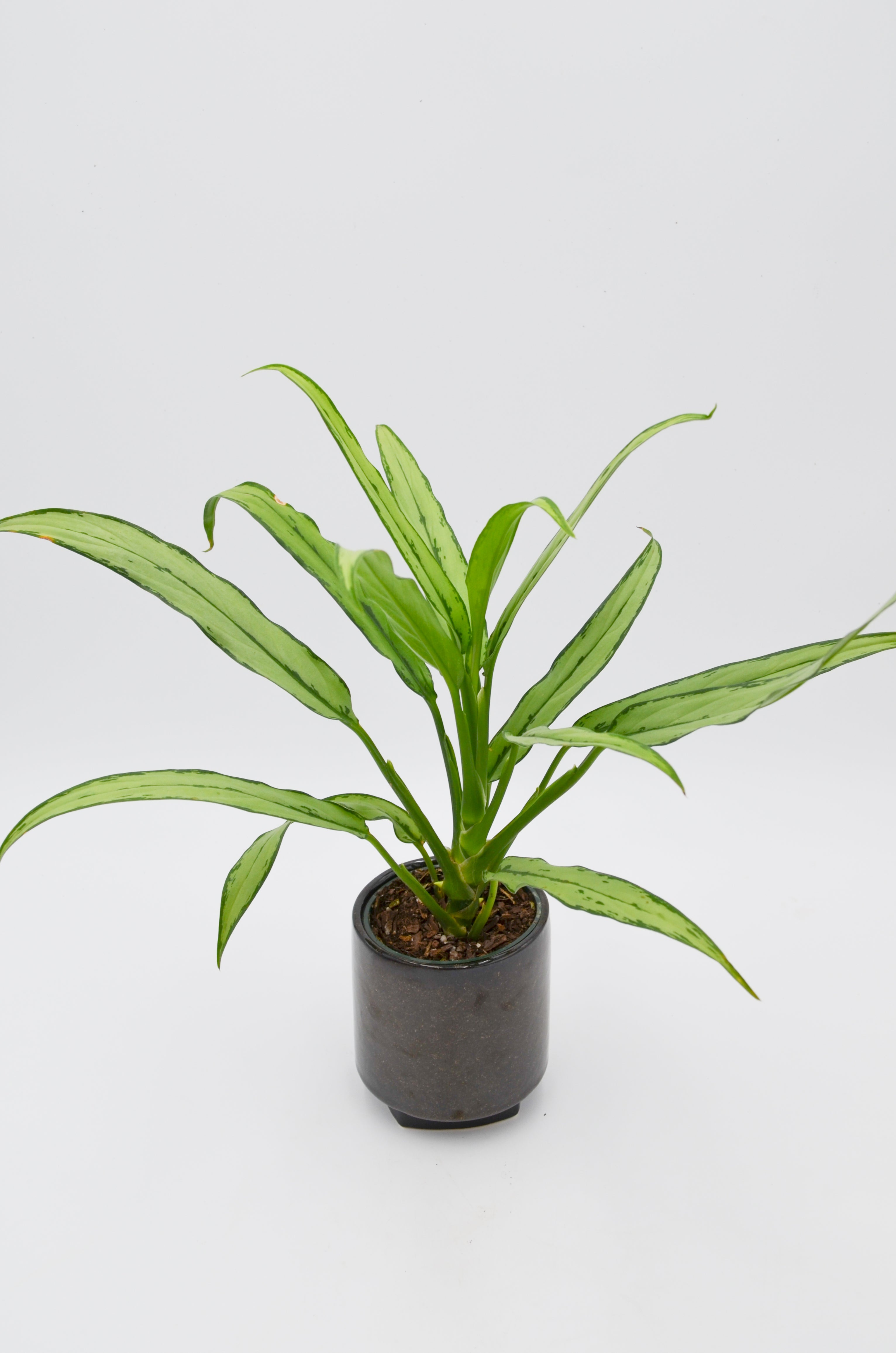 Chinese Evergreen "Cutlass" (Aglaonema)
