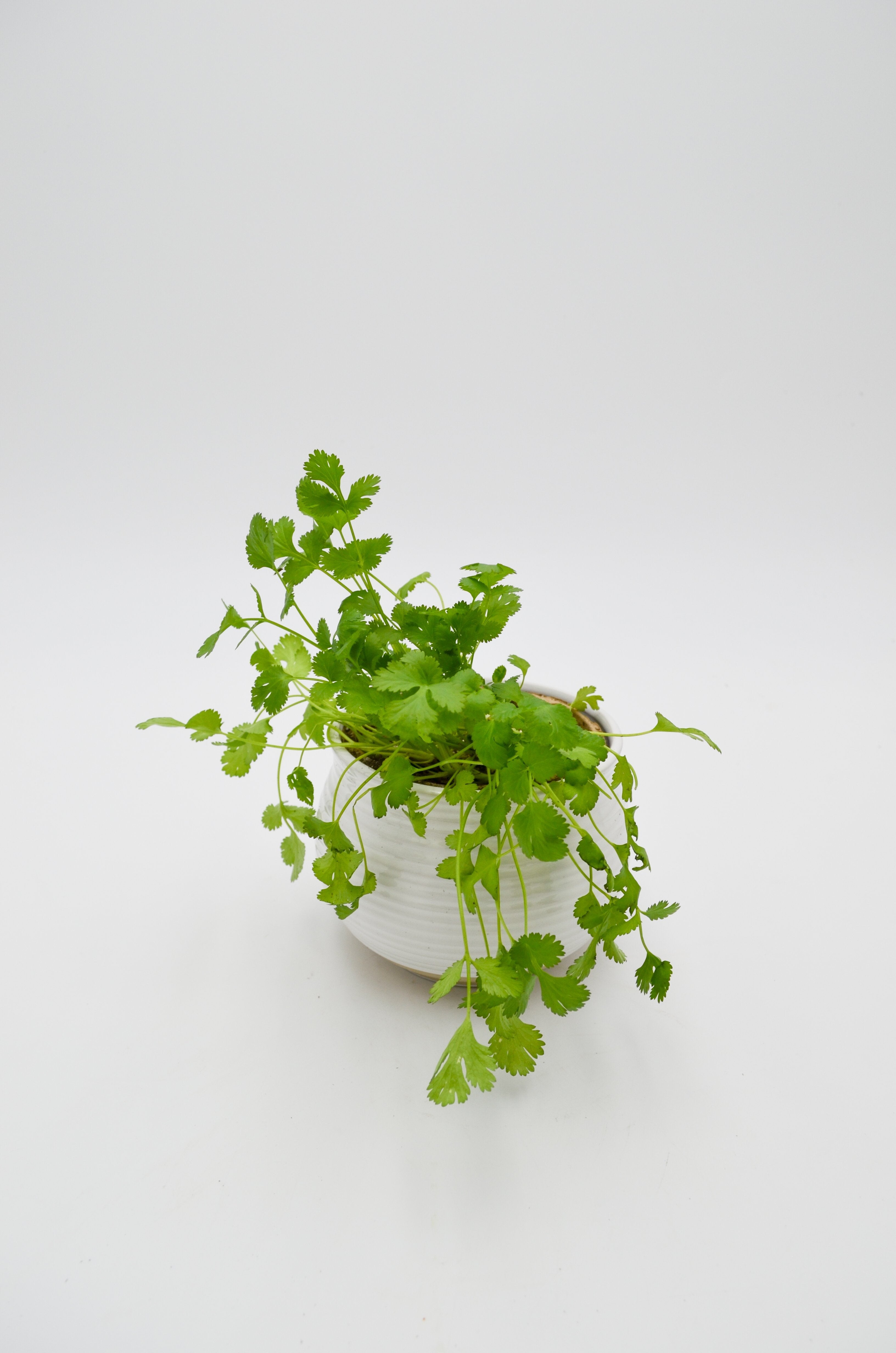 Cilantro Plant