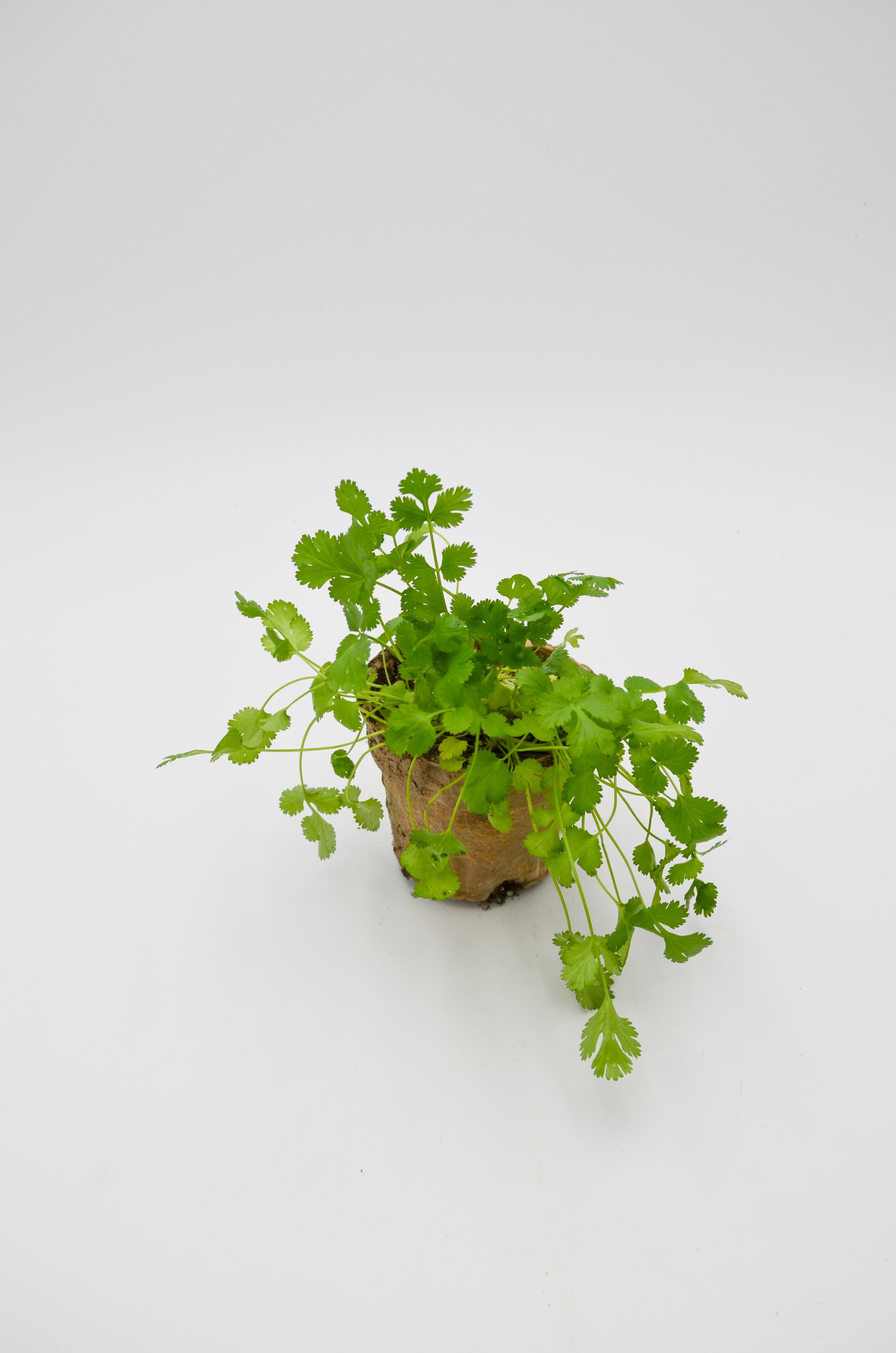 Cilantro Plant