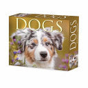 2025 Dogs Box Calendar by Phoenix Books