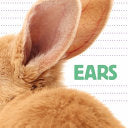 Ears by Phoenix Books