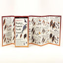 Raptors of Eastern North America Folding Guide