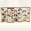 Common Butterflies of North East: Folding Guide by Phoenix Books