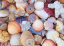 Jigsaw Puzzle All the Shells 1000-Piece by Phoenix Books