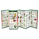 Common Wildflowers of the Northeast by Phoenix Books