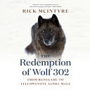 Redemption of Wolf 302: From Renegade to Yellowsto