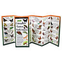 Caterpillars of Eastern North America by Phoenix Books