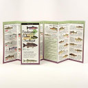 Freshwater Fishes of the Northeast Folding Guide by Phoenix Books