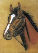 Horse Notebook by Phoenix Books
