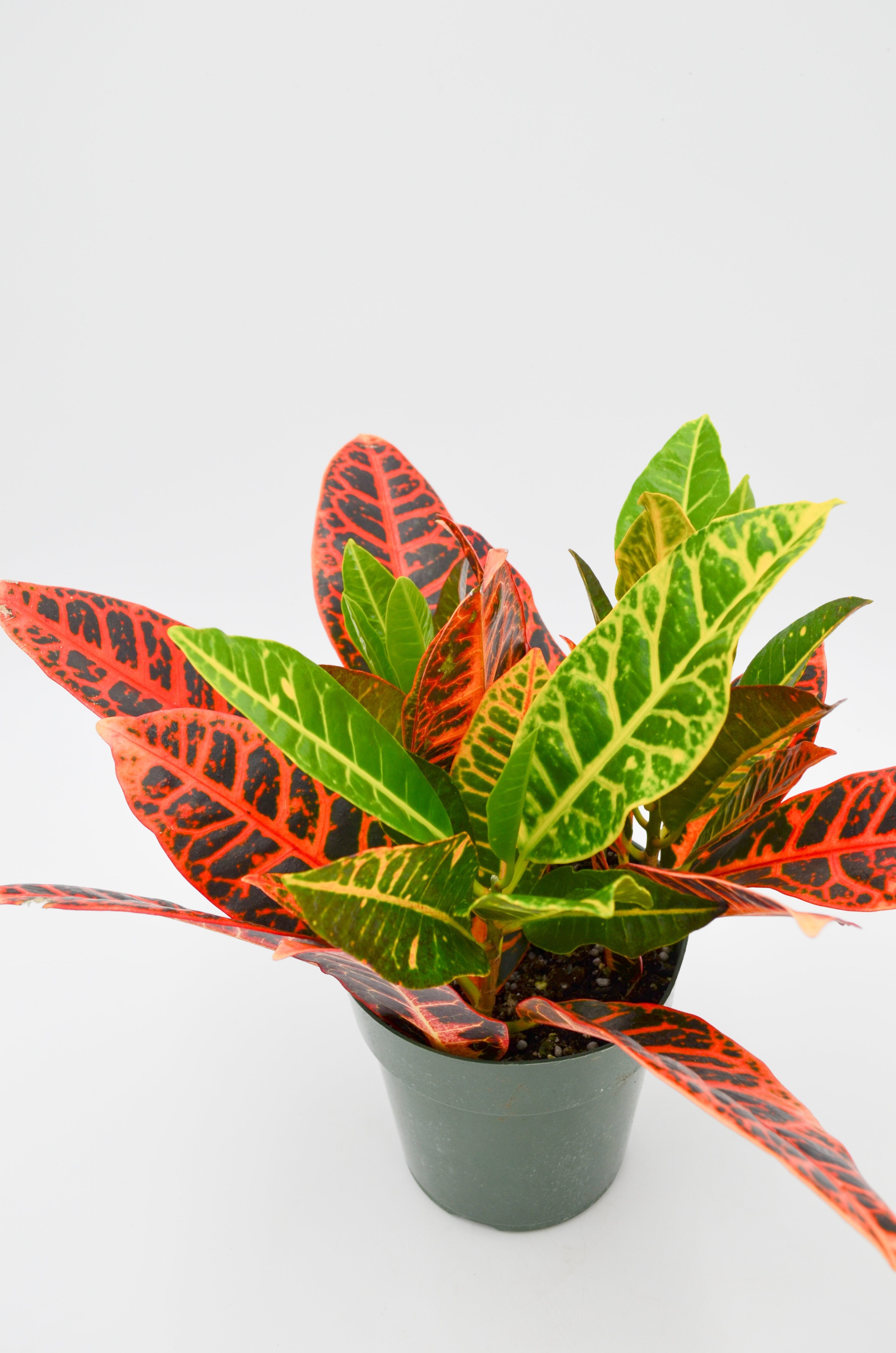 Croton (Codiaeum variegatum)