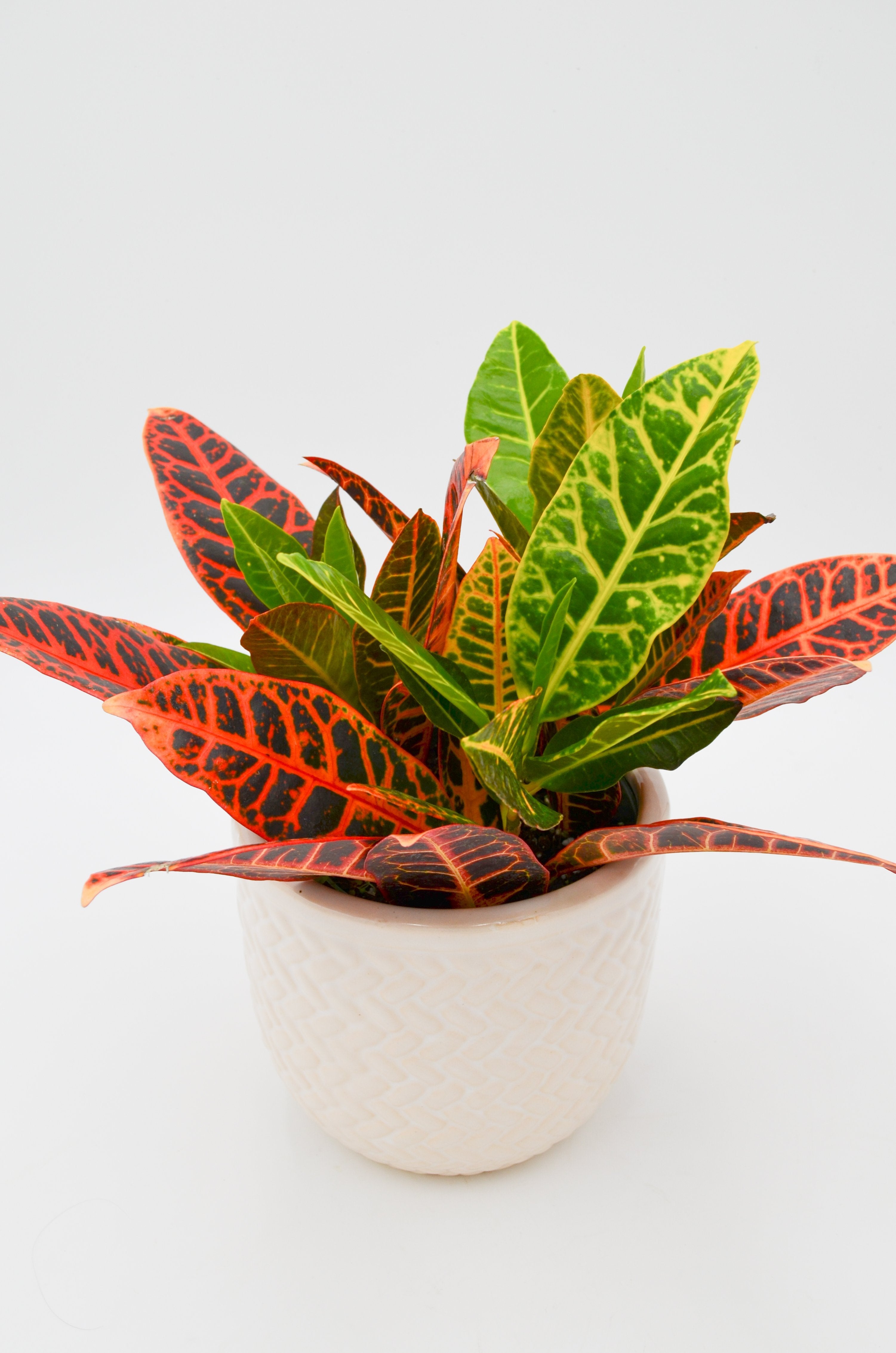 Croton (Codiaeum variegatum)