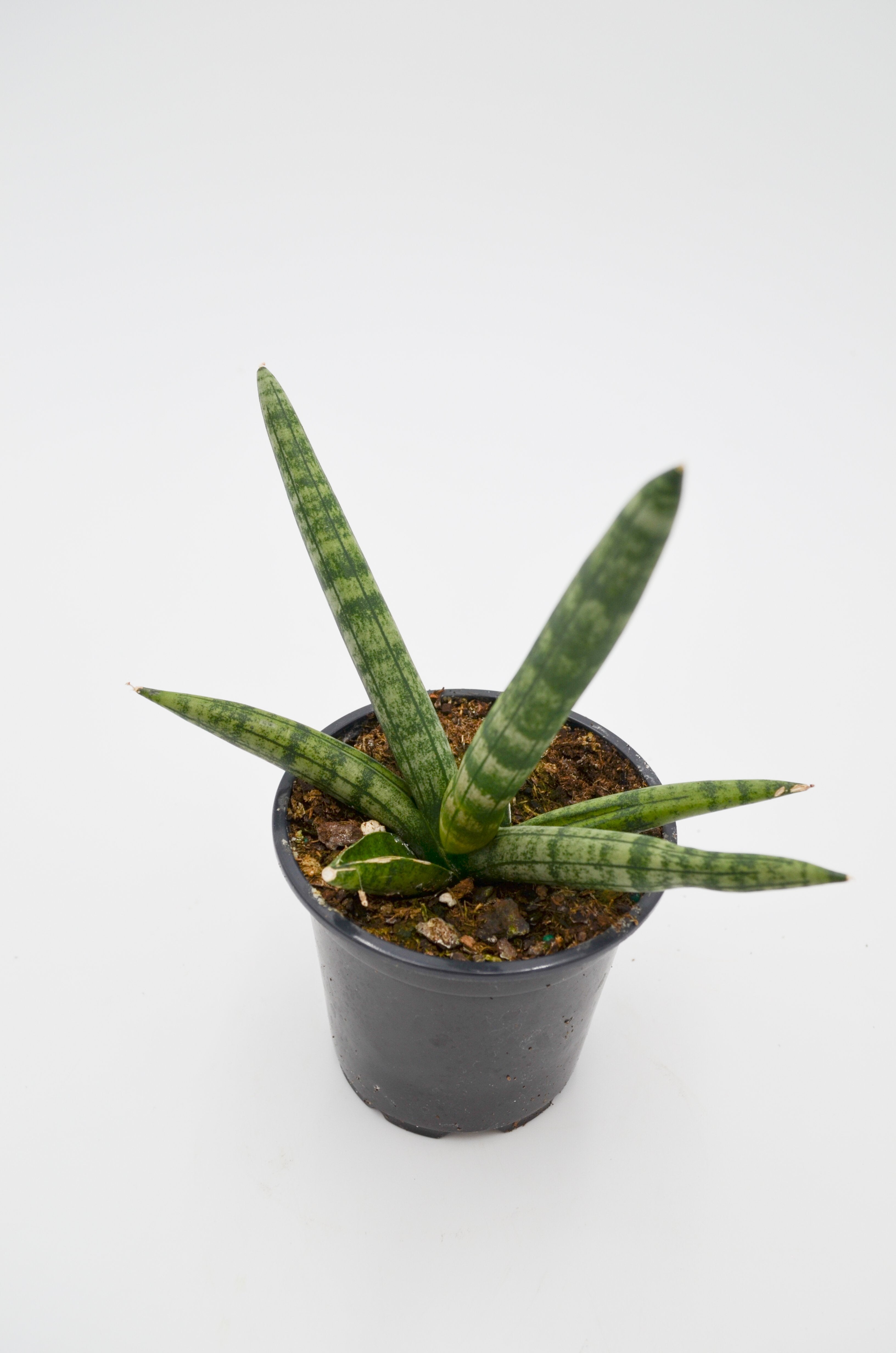 Snake Plant 'Starfish' (Sansevieria cylindrica)