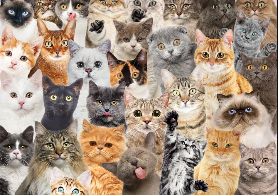 Puzzle 1000 Piece All The Cats by Homeportonline