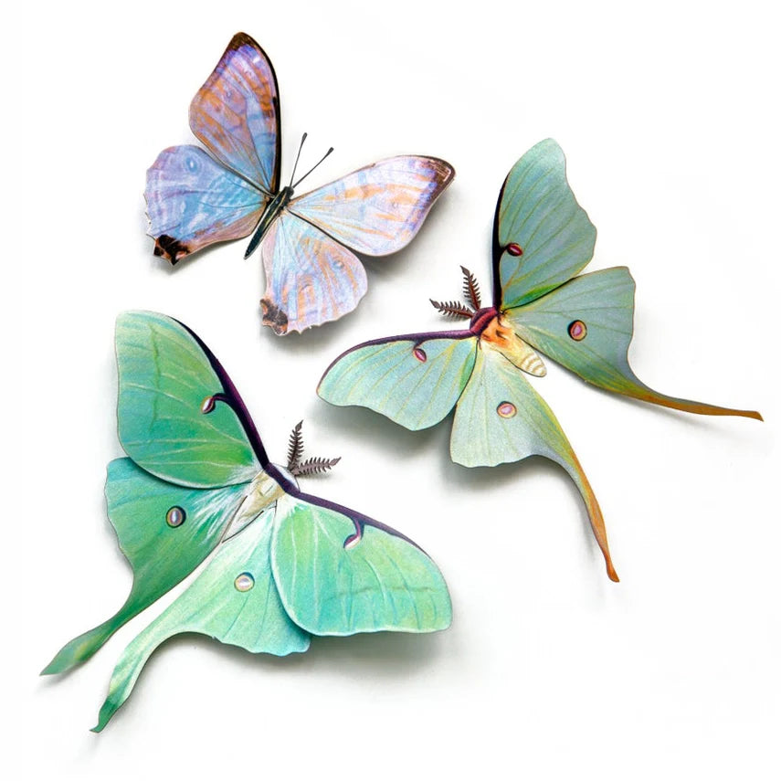 Fine Paper Specimens