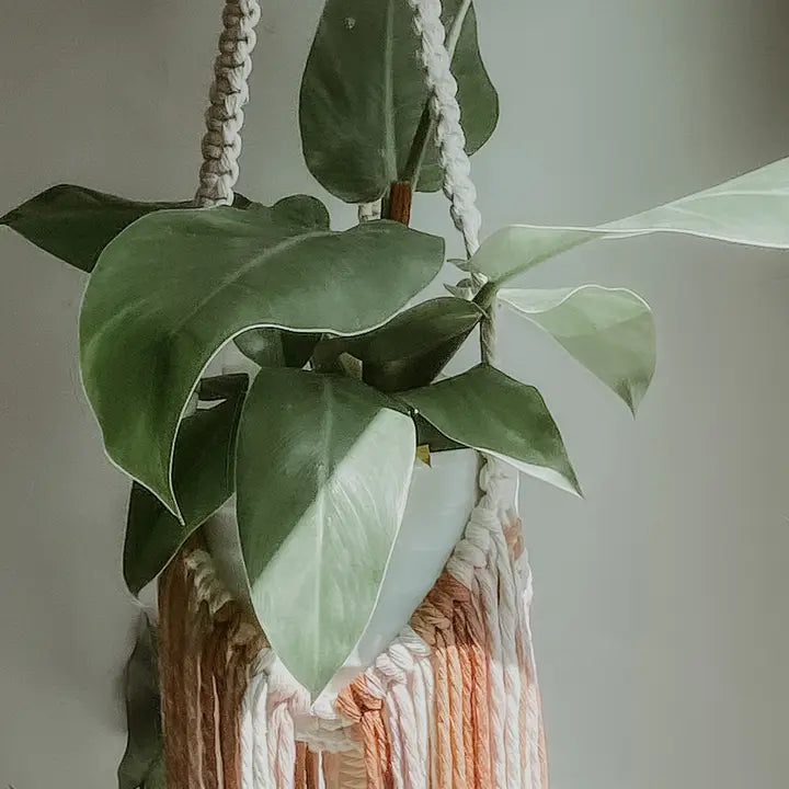 Macrame Plant Hanger with Fringe