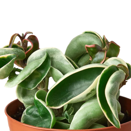 Hoya 'Rope'
