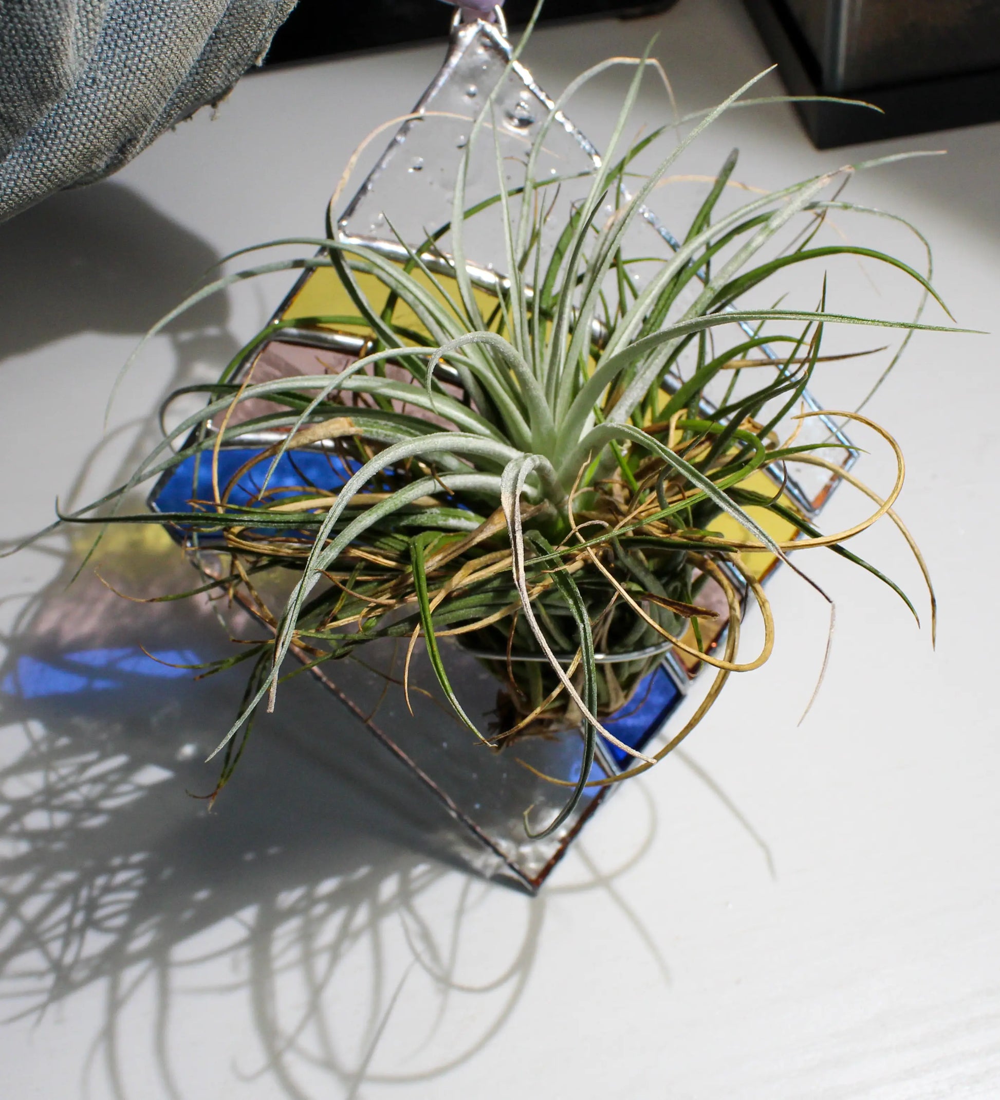 Rainbow Stained Glass - Air Plant Holder by Wild Lark