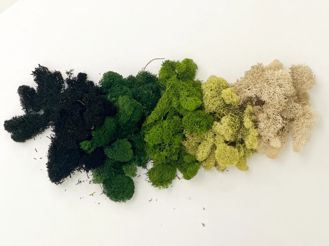 Preserved Reindeer Moss | Moss For Plants and Crafts