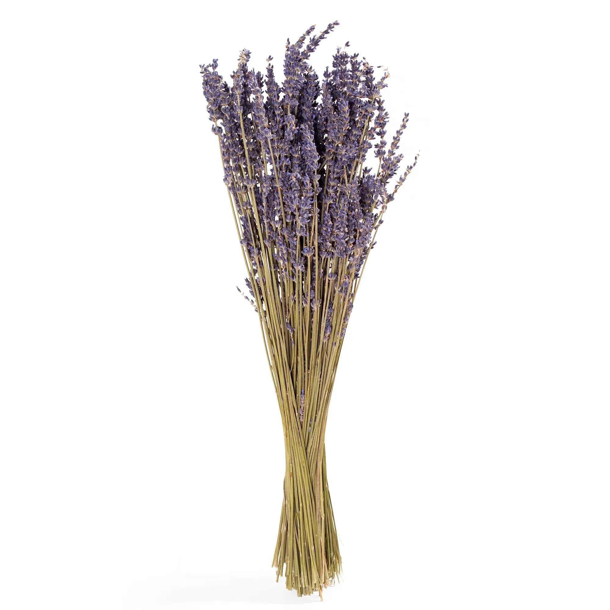 French Lavender Bunch