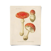 Vintage Magic Mushroom Print by Wild Lark