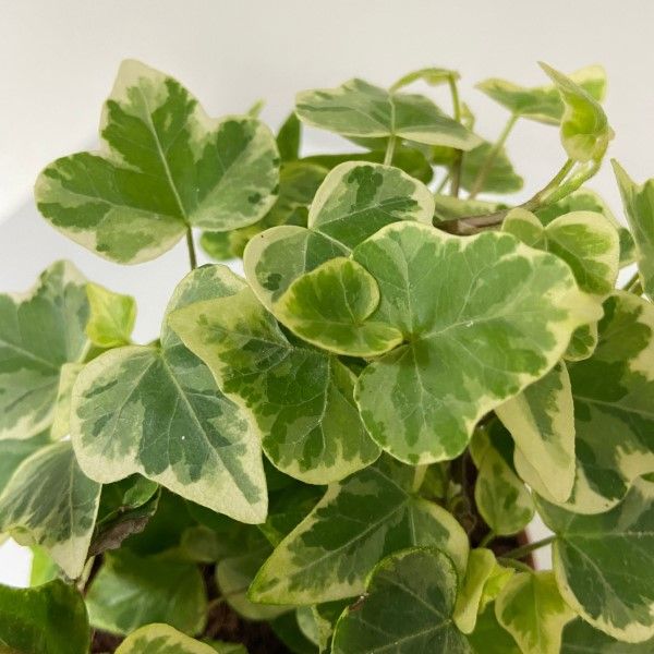 Hedera helix Hybrid "White Wonder"