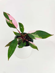 Philodendron Pink Princess