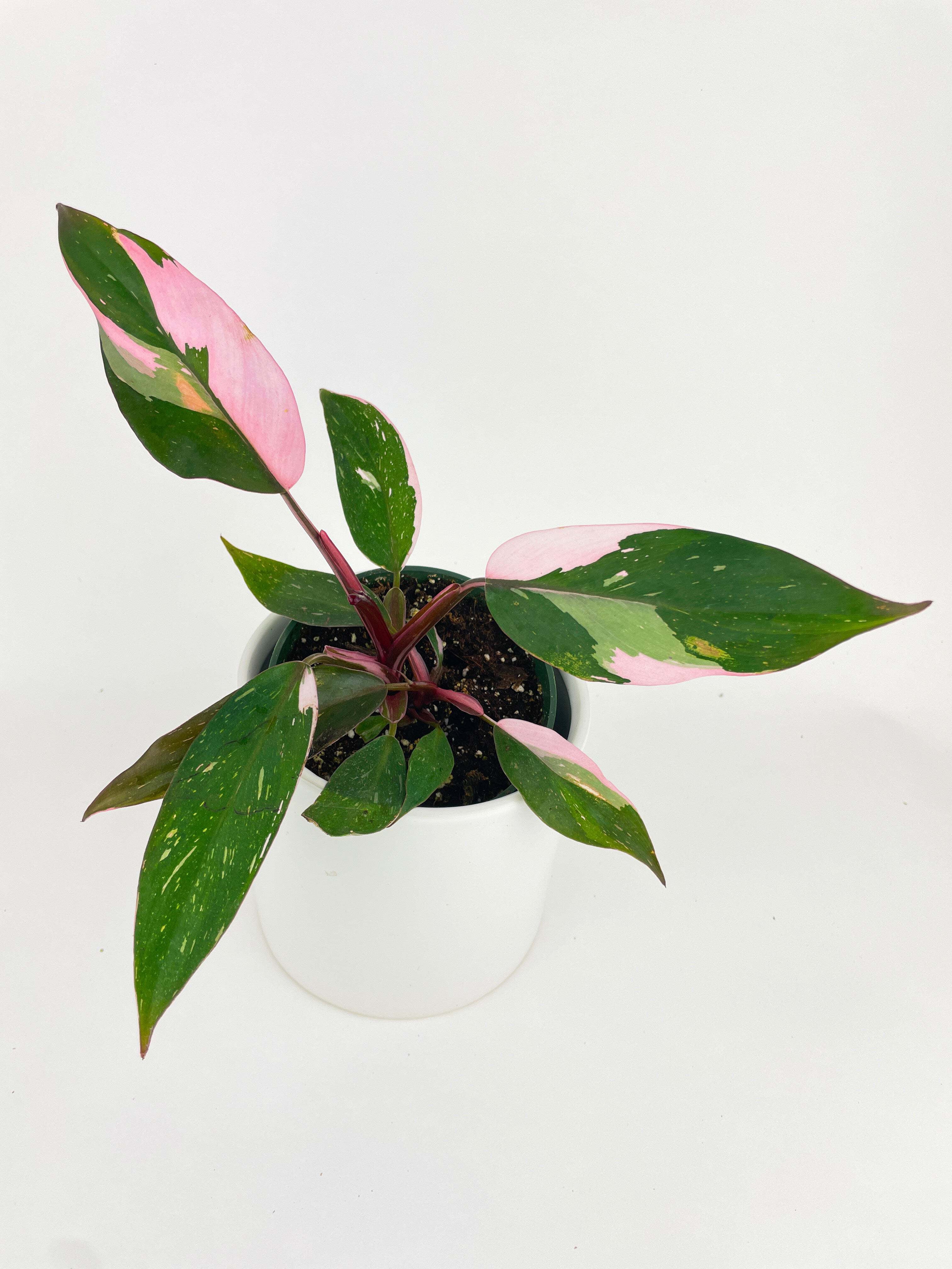 Philodendron Pink Princess