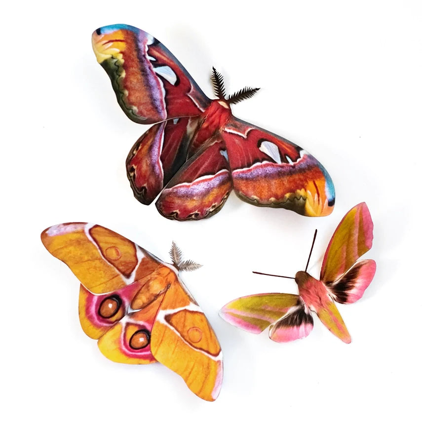 Fine Paper Specimens