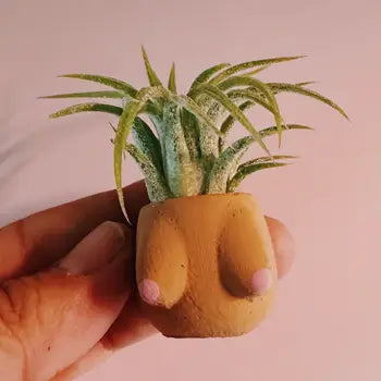 Air Plant + Mini Planter