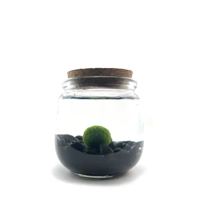 Moss Ball - Medium