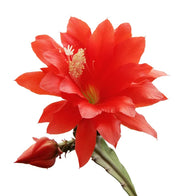Cactus Orchid (Disocactus ackermannii)
