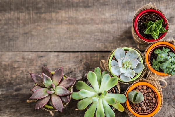 Assorted Succulent