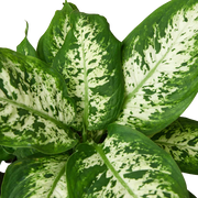 Dieffenbachia "Tropic Snow"