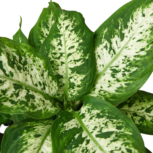 Dieffenbachia "Tropic Snow"