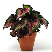Rex Begonia Hybrid "Jurassic Watermelon"