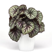 Rex Begonia "Jurassic Megalo Reptile"