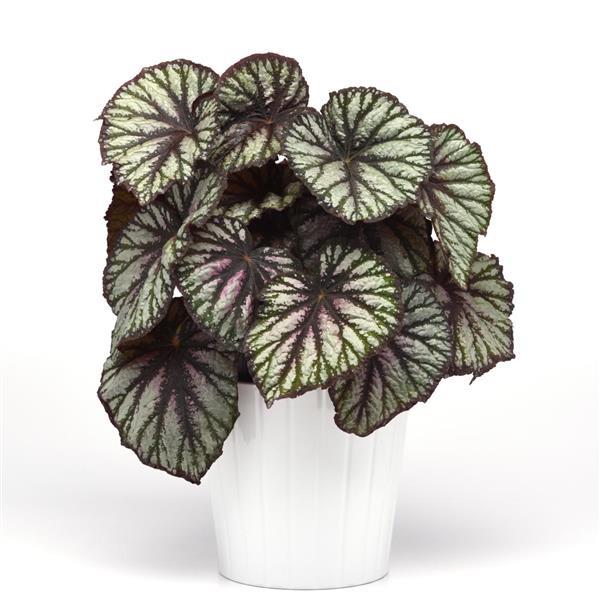 Rex Begonia "Jurassic Megalo Reptile"