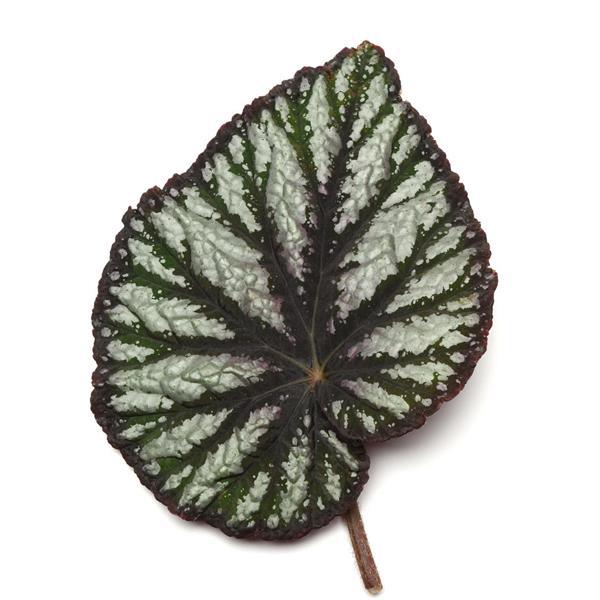 Rex Begonia "Jurassic Megalo Reptile"