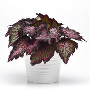 Rex Begonia "Jurassic Dino™ Polka Dot"