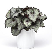 Rex Begonia Hybrid "Jurassic Jr™ Arctic Twist"